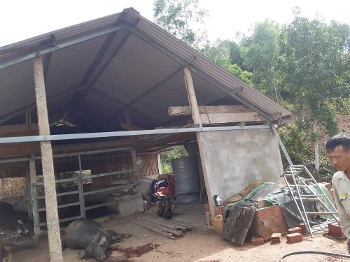 ​​​​​​​Hà Tĩnh: Rò rỉ điện khiến 8 con trâu bị giật chết